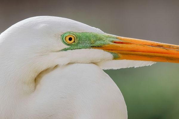 Jones, Adam 아티스트의 Great egret in breeding plumage-south Florida작품입니다.